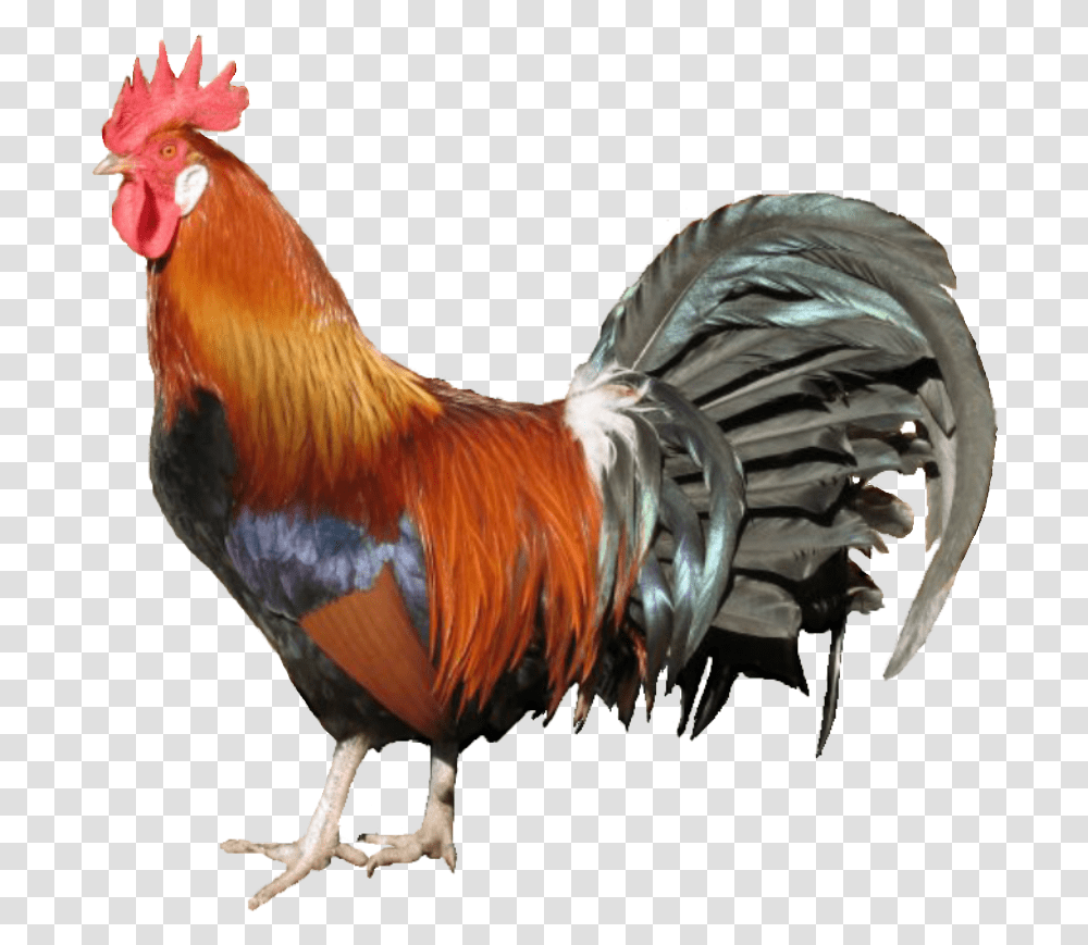 Country Chicken, Poultry, Fowl, Bird, Animal Transparent Png