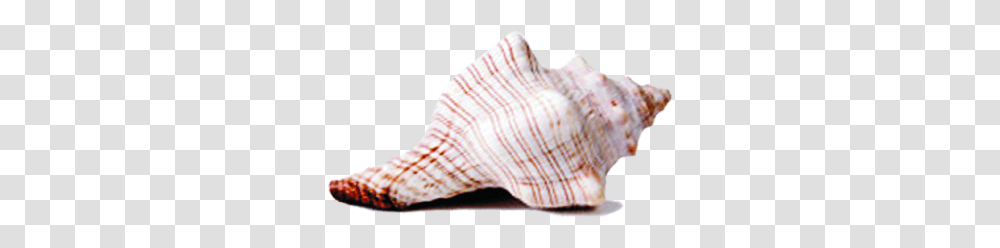 Country, Conch, Seashell, Invertebrate Transparent Png