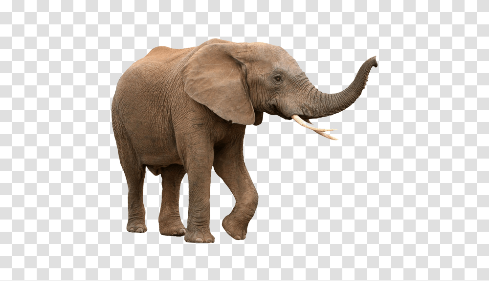 Country, Elephant, Wildlife, Mammal Transparent Png