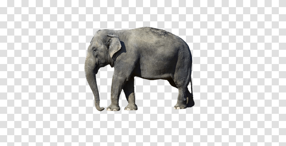 Country, Elephant, Wildlife, Mammal Transparent Png