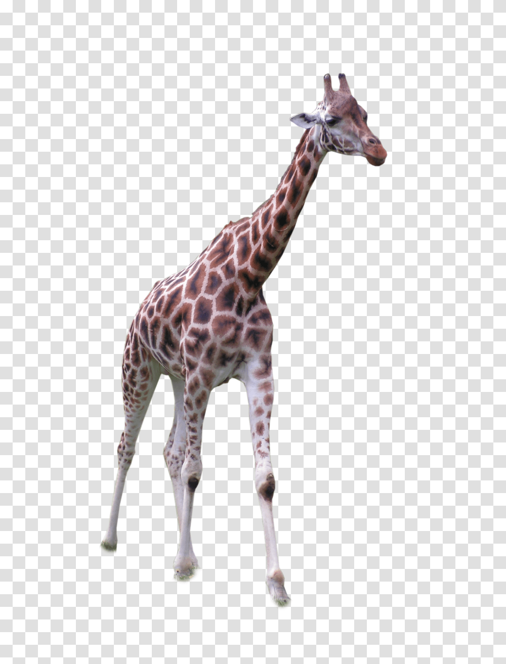 Country, Giraffe, Wildlife, Mammal Transparent Png