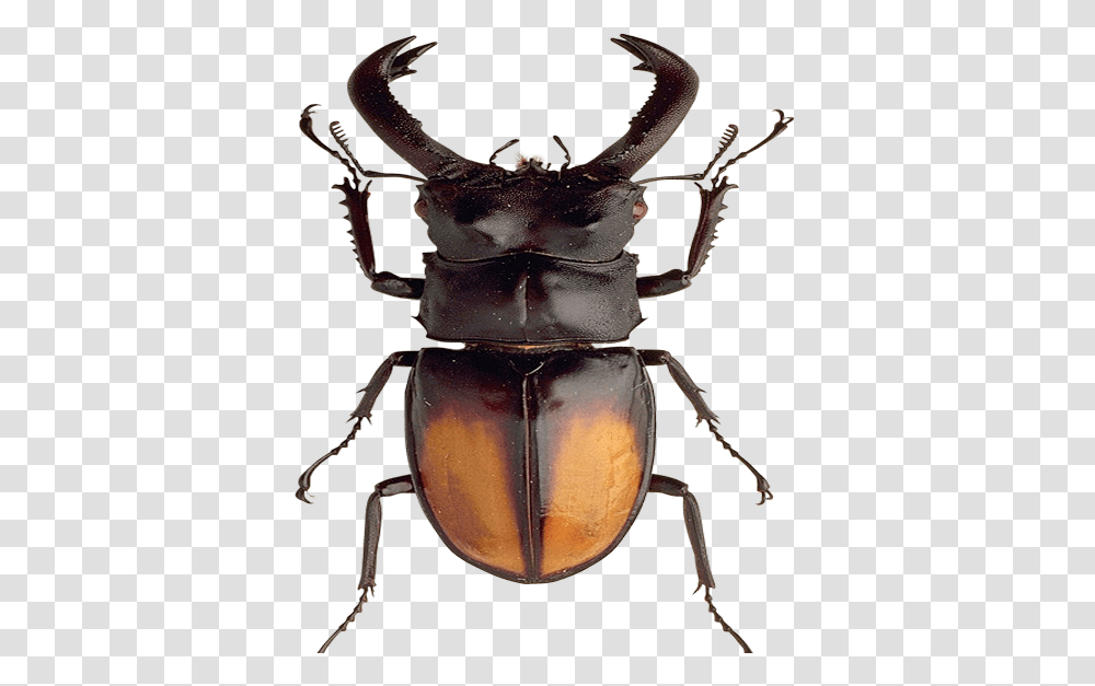 Country, Insect, Invertebrate, Animal Transparent Png