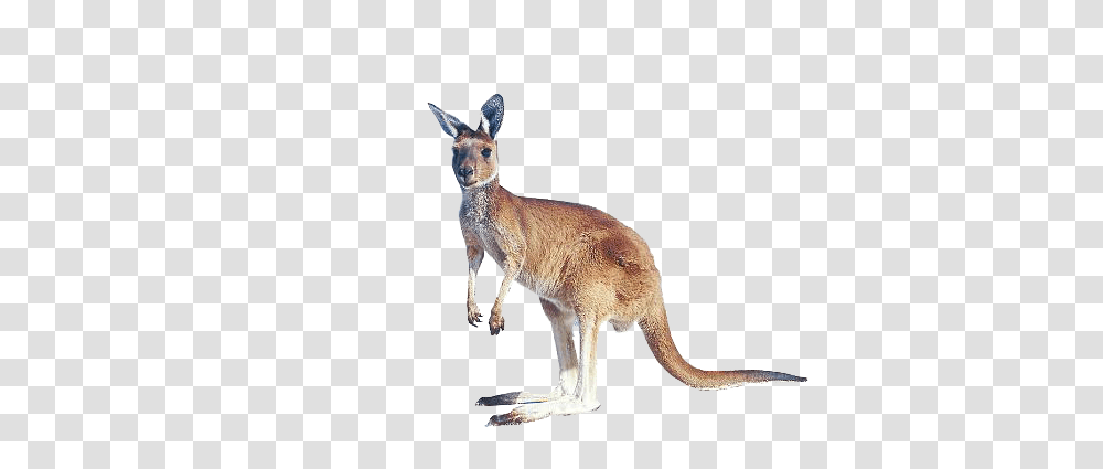 Country, Kangaroo, Mammal, Animal Transparent Png
