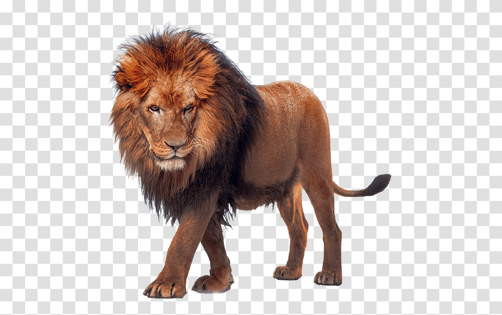 Country, Lion, Wildlife, Mammal Transparent Png