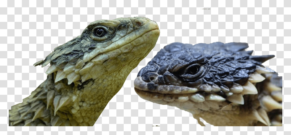Country, Lizard, Reptile, Animal Transparent Png