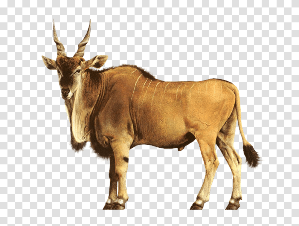 Country, Mammal, Animal, Antelope Transparent Png