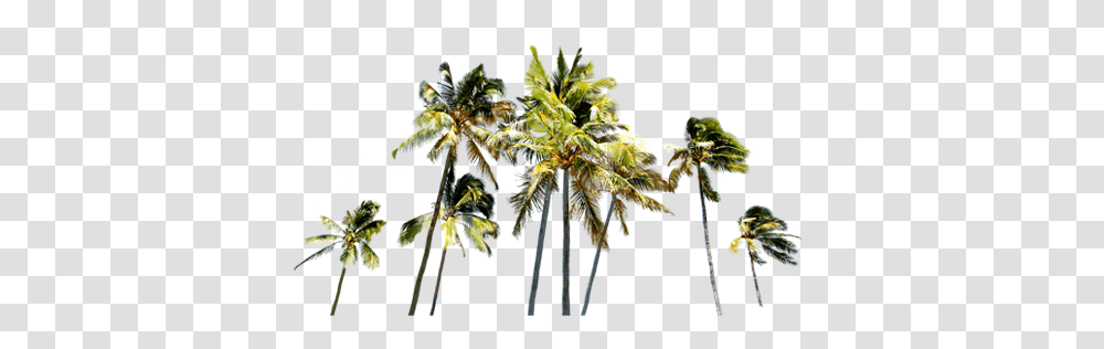 Country, Palm Tree, Plant, Housing Transparent Png