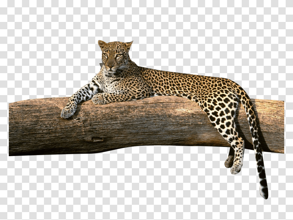 Country, Panther, Wildlife, Mammal Transparent Png