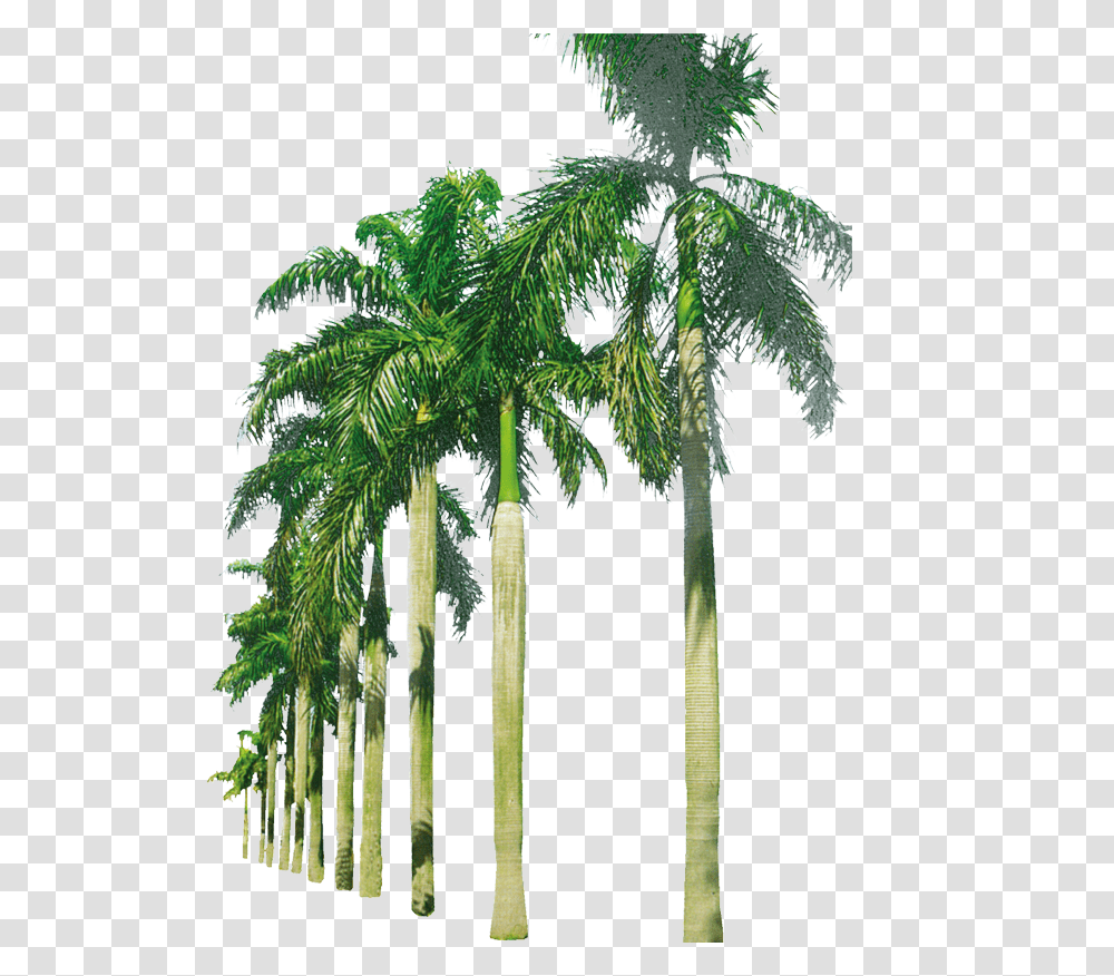 Country, Plant, Tree, Palm Tree Transparent Png