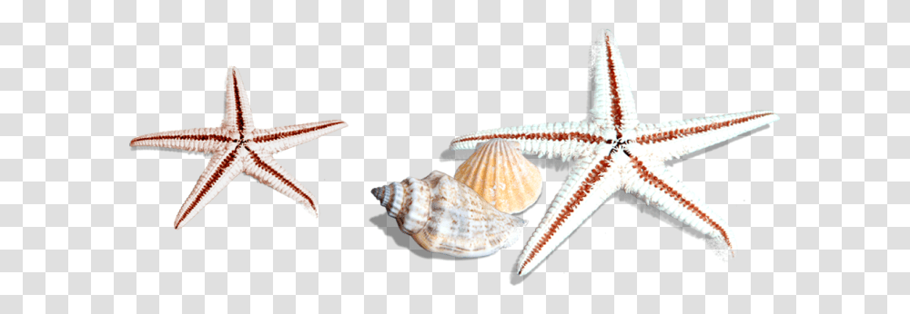 Country, Sea Life, Animal, Invertebrate Transparent Png