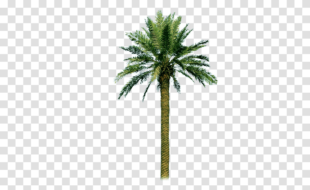 Country, Tree, Plant, Palm Tree Transparent Png