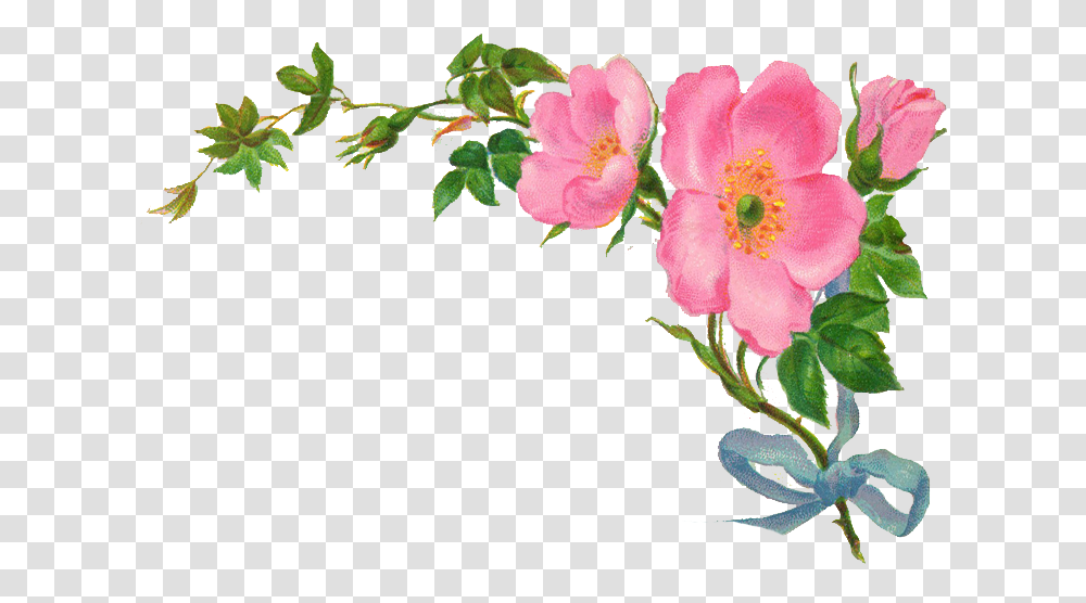 Country Vintage Floral Clipart Flower Border On, Plant, Blossom, Geranium, Pollen Transparent Png