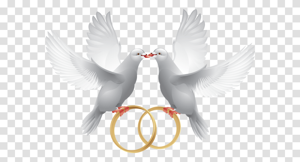 Couple, Dove, Pigeon, Bird, Animal Transparent Png