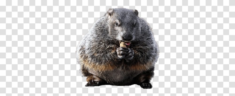 Couple Of Groundhogs Groundhog, Mammal, Animal, Rat, Rodent Transparent Png