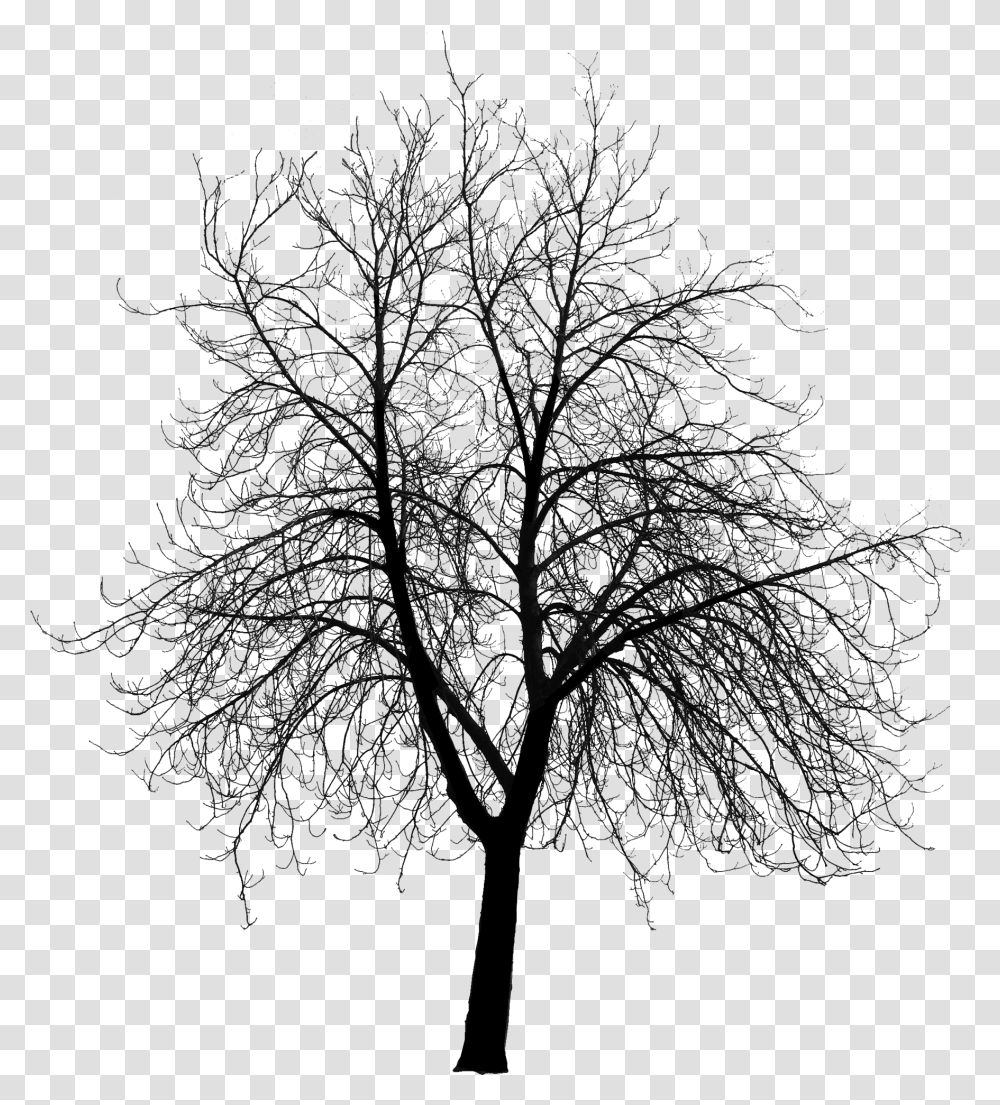 Course Content Visualizing Landscape Dynamics Dynamic Dead Tree Silhouette, Nature, Outdoors, Plant, Night Transparent Png