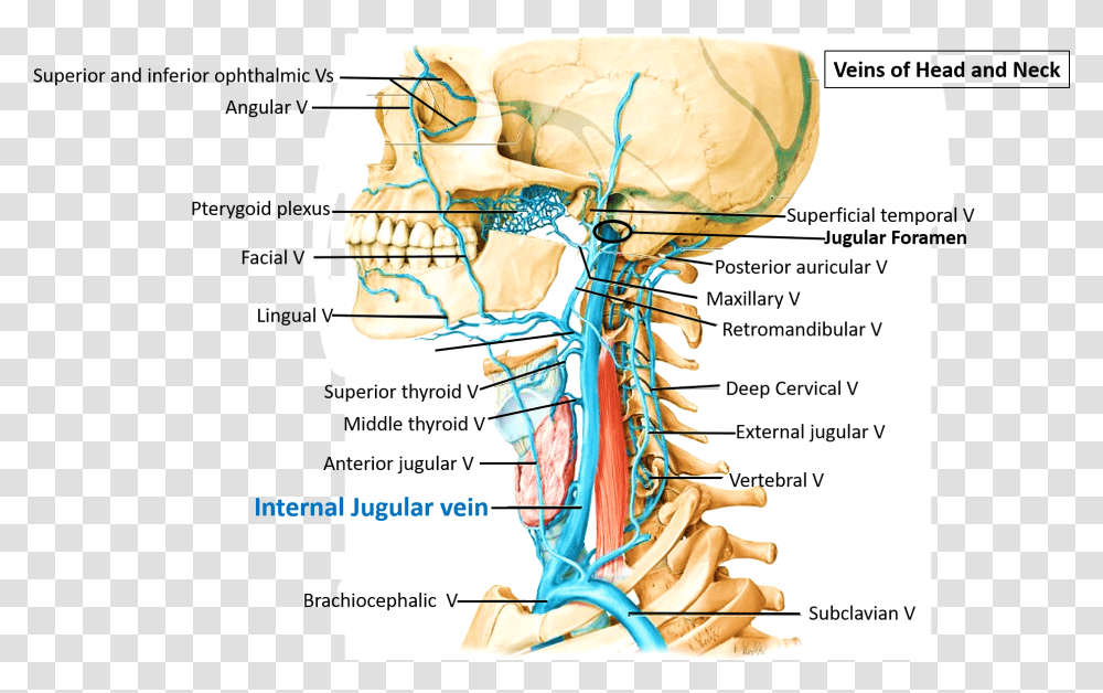 Course Of Internal Jugular Vein Left External Jugular Vein Anatomy, Plot, Diagram, Neck, Map Transparent Png