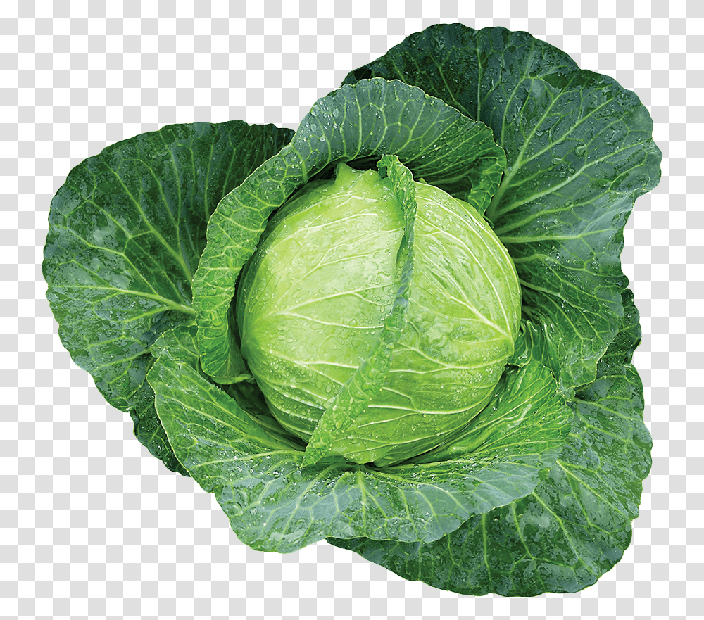 Couve, Plant, Cabbage, Vegetable, Food Transparent Png