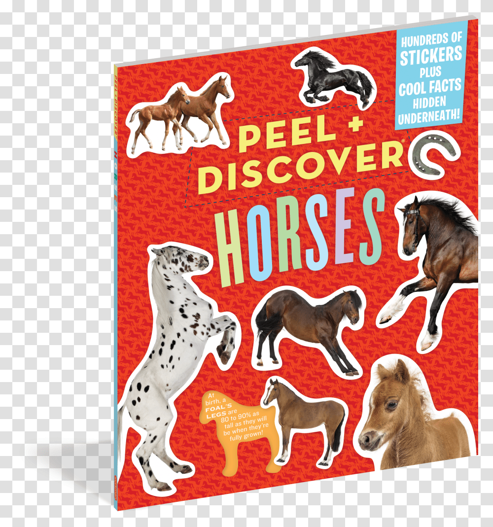 Cover Peel Discover Horses Transparent Png