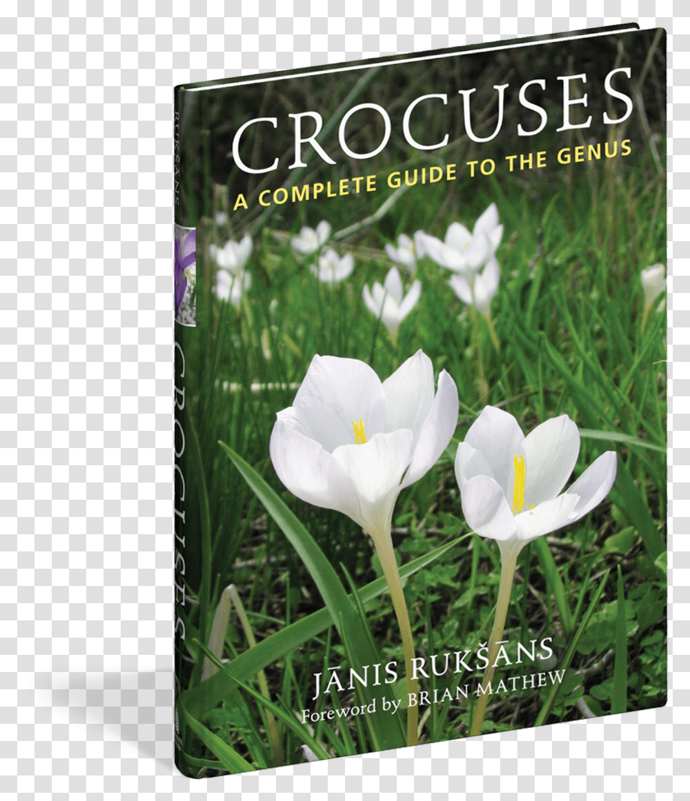 Cover Spring Crocus, Plant, Flower, Petal, Araceae Transparent Png