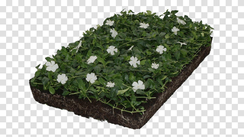 Covergreen Vinca Minor Alba Vinca Minor Alba Wit, Plant, Flower, Blossom, Arenaria Transparent Png