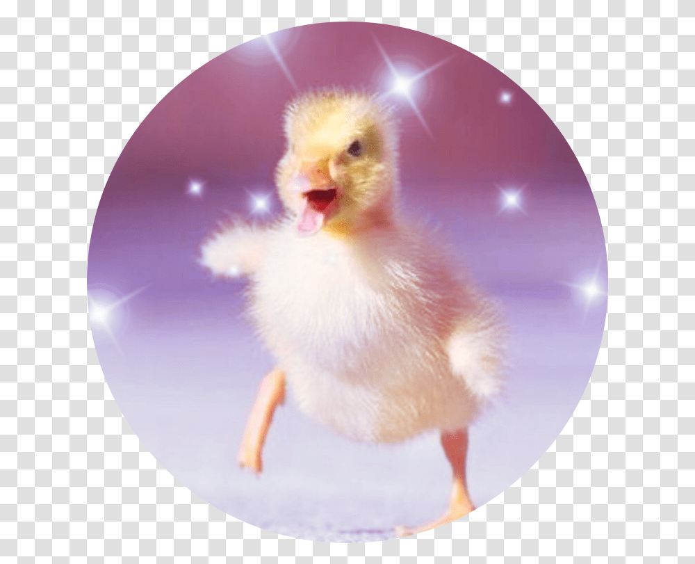 Covershop Nendaz, Poultry, Fowl, Bird, Animal Transparent Png
