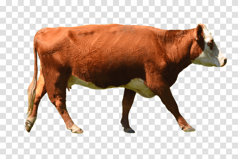 Cow 2010, Cattle, Mammal, Animal, Bull Transparent Png