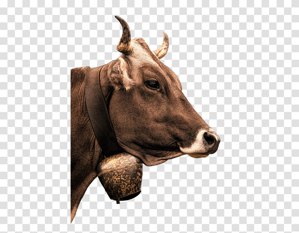 Cow 960, Animals, Cattle, Mammal, Bull Transparent Png