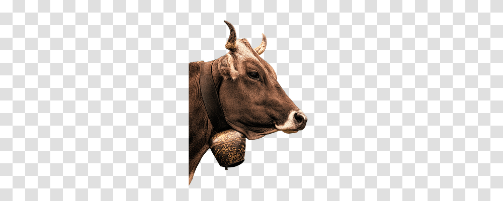 Cow Animals, Bull, Mammal, Cattle Transparent Png