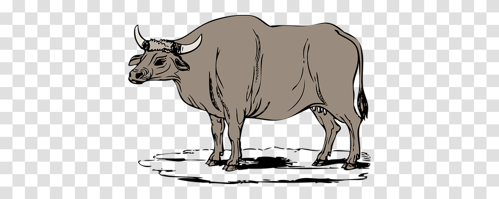 Cow Animals, Mammal, Buffalo, Wildlife Transparent Png