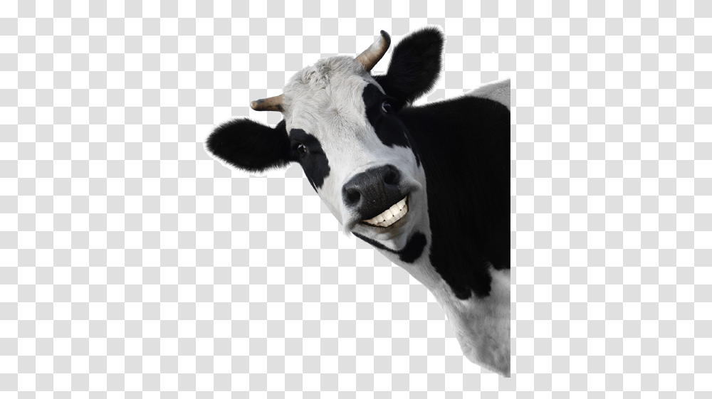 Cow Animal Clip Art Cows Cow Background Jpg, Cattle, Mammal, Dairy Cow Transparent Png