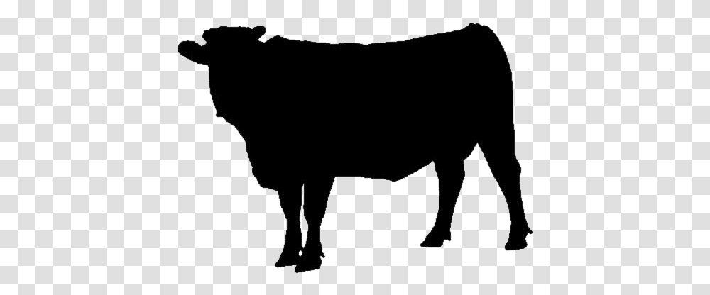 Cow Animal Hd Wallpaper Animal, Bull, Mammal, Cattle, Angus Transparent Png