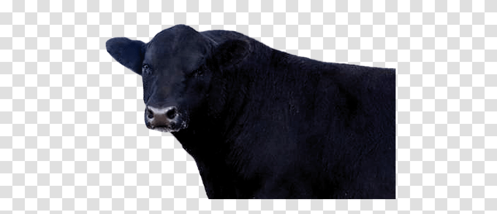 Cow, Animals, Bull, Mammal, Angus Transparent Png