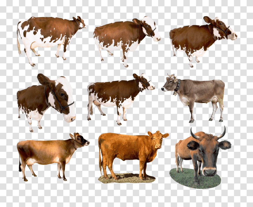 Cow, Animals, Bull, Mammal, Cattle Transparent Png