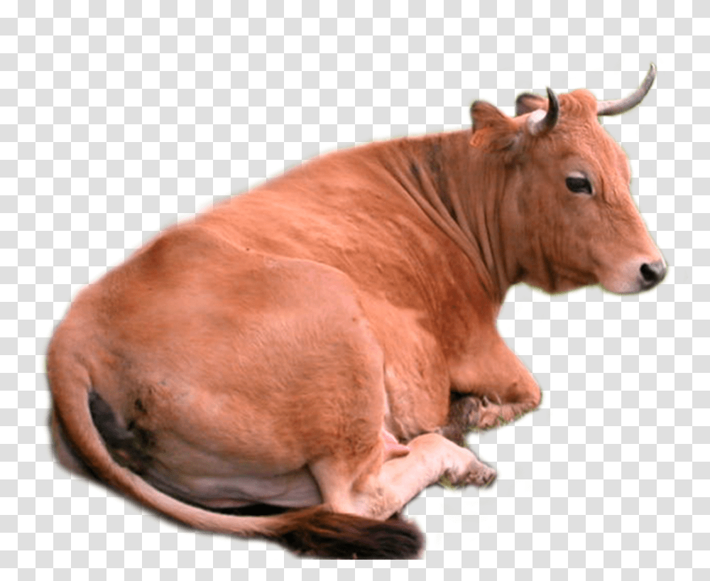 Cow, Animals, Bull, Mammal, Cattle Transparent Png