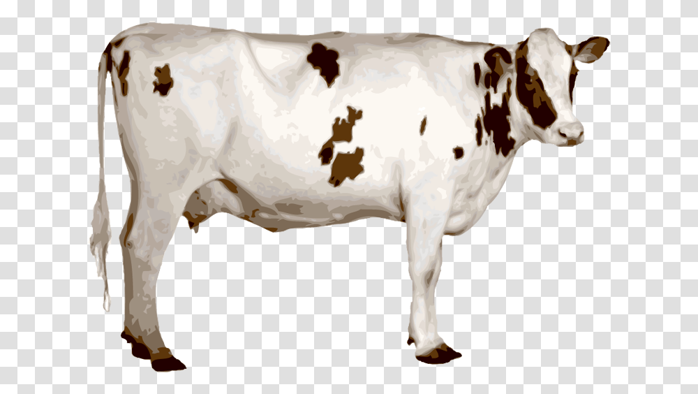 Cow, Animals, Cattle, Mammal, Bull Transparent Png