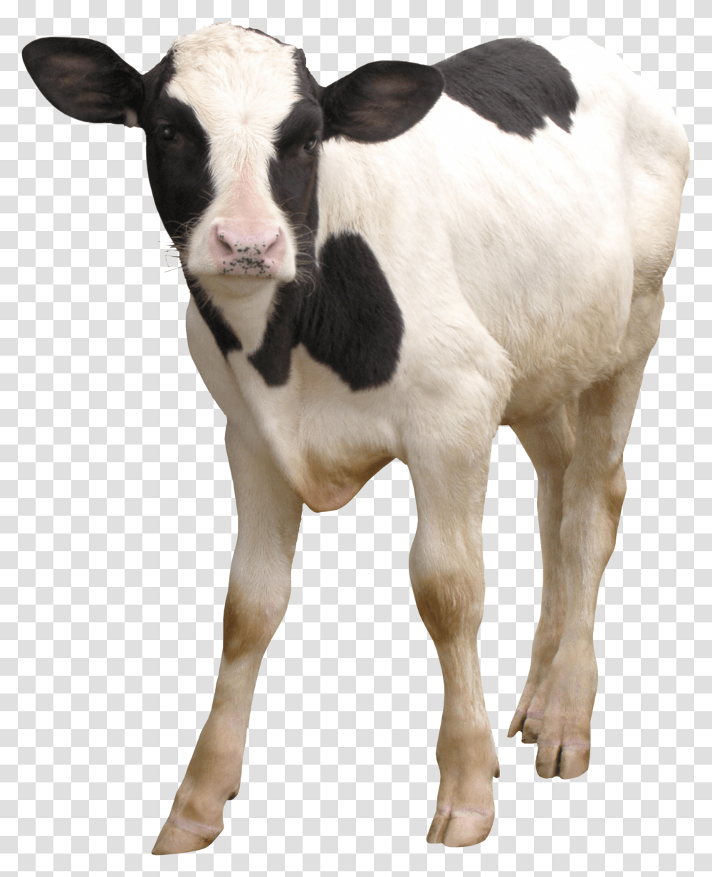 Cow, Animals, Cattle, Mammal, Calf Transparent Png