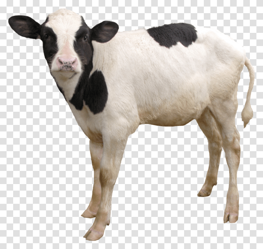 Cow, Animals, Cattle, Mammal, Calf Transparent Png