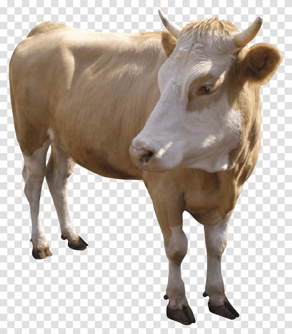 Cow, Animals, Cattle, Mammal, Dairy Cow Transparent Png