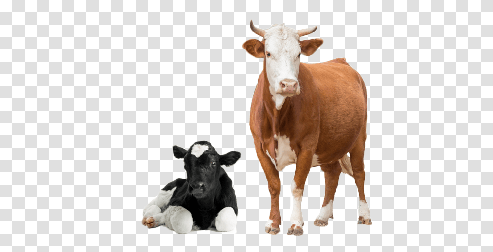 Cow, Animals, Cattle, Mammal, Dairy Cow Transparent Png