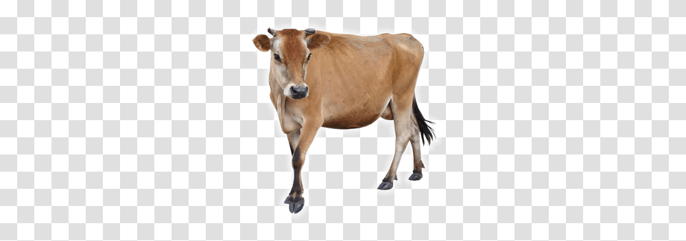 Cow, Animals, Cattle, Mammal, Horse Transparent Png