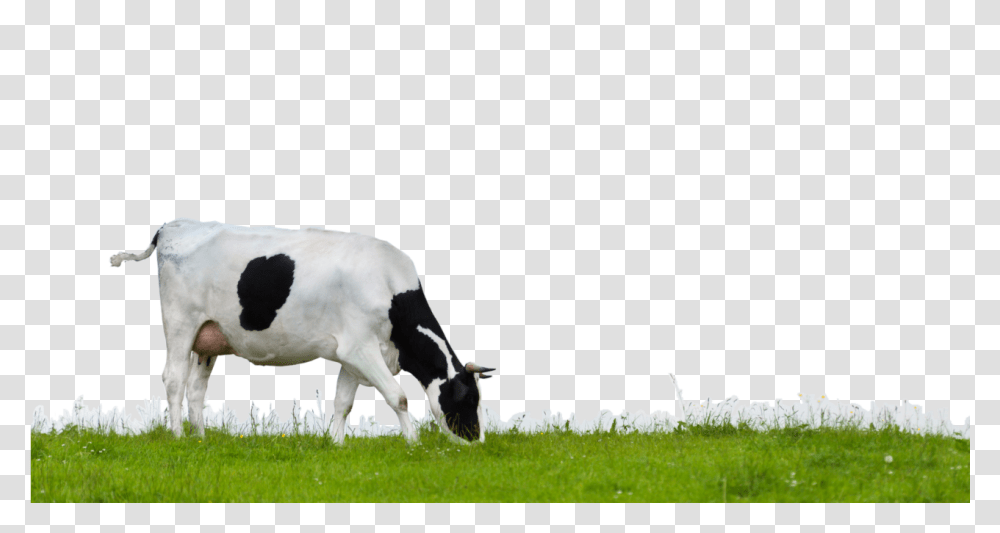 Cow, Animals, Cattle, Mammal, Outdoors Transparent Png