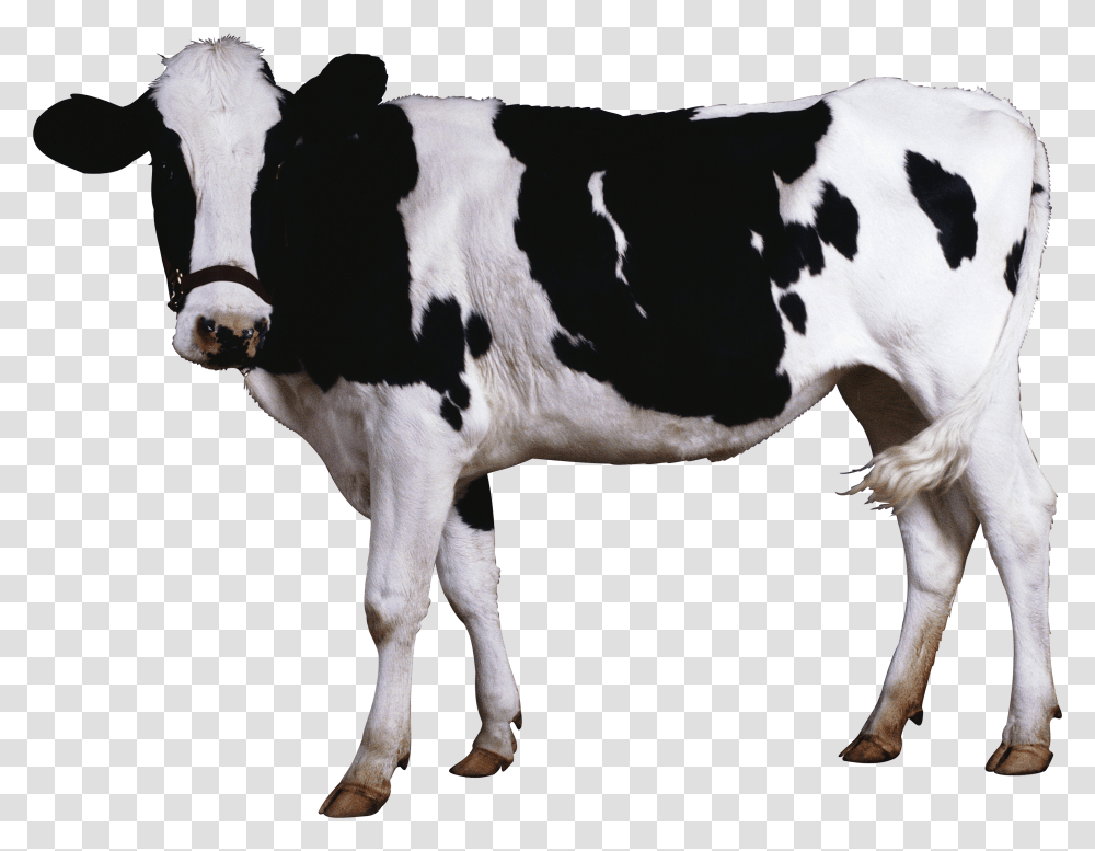 Cow, Animals Transparent Png