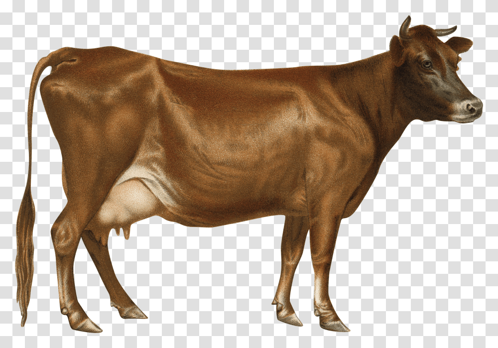 Cow, Animals Transparent Png