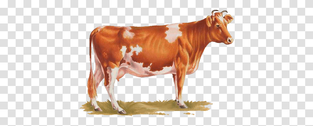 Cow Background Cow, Cattle, Mammal, Animal, Dairy Cow Transparent Png