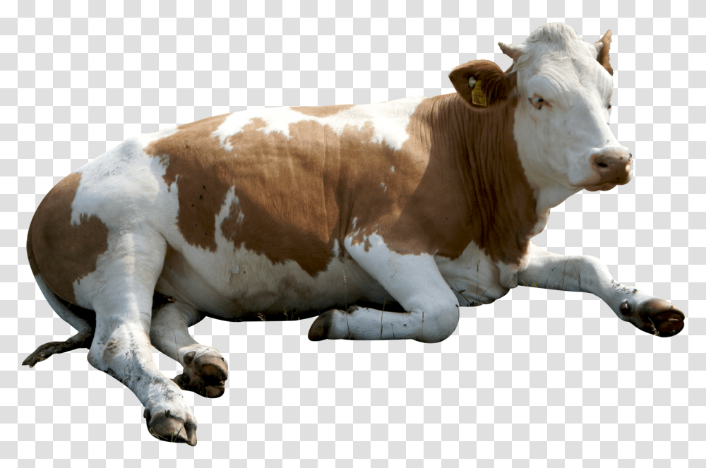 Cow Background Korovka Peredach, Cattle, Mammal, Animal, Dairy Cow Transparent Png
