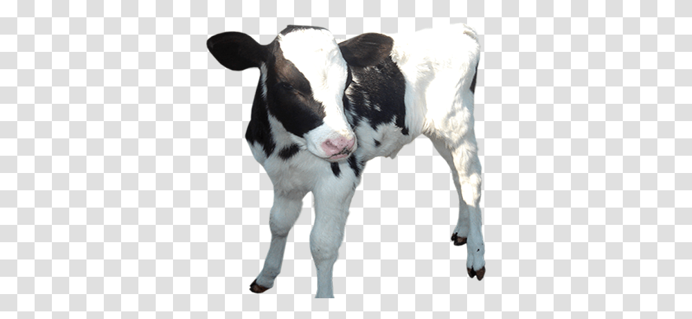 Cow Calf Baby Picture Baby Cow Background, Cattle, Mammal, Animal Transparent Png