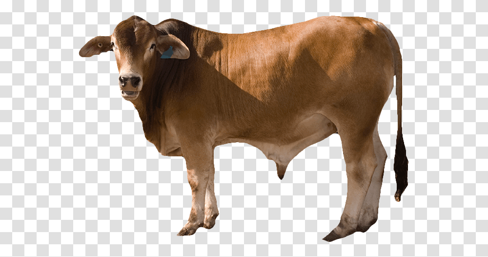 Cow, Cattle, Mammal, Animal, Bull Transparent Png