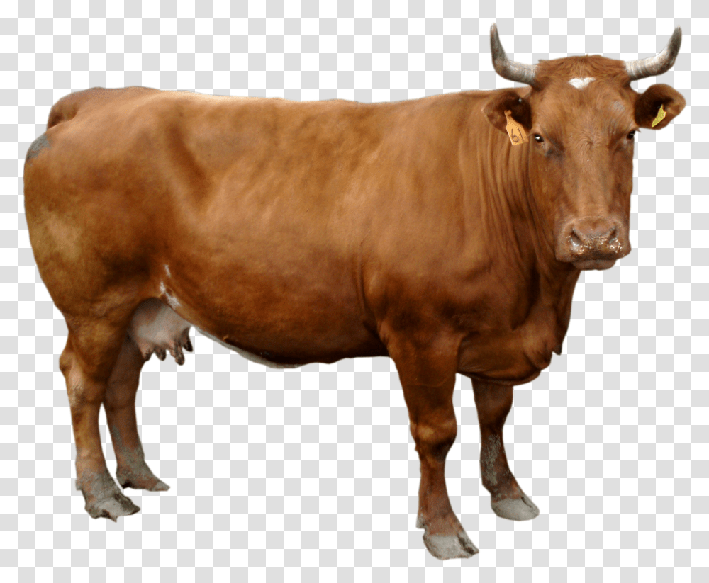 Cow, Cattle, Mammal, Animal, Bull Transparent Png