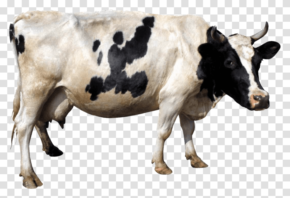 Cow, Cattle, Mammal, Animal, Bull Transparent Png