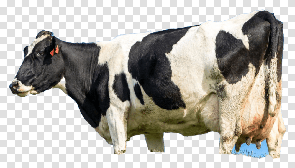 Cow, Cattle, Mammal, Animal, Dairy Cow Transparent Png